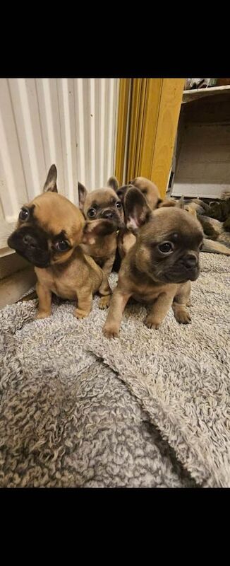 French Bulldog puppies for sale in Doncaster, South Yorkshire – 7 weeks old