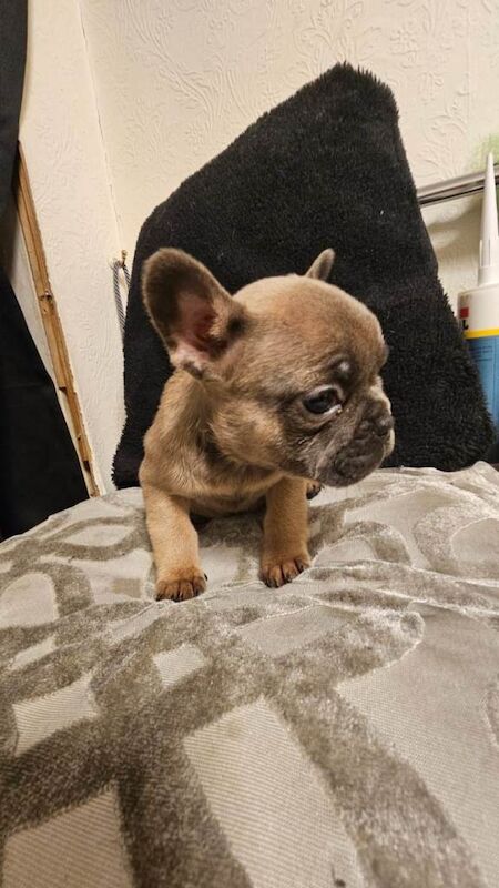 French Bulldog puppies for sale in Doncaster, South Yorkshire – 10 weeks old - Image 2 of 6