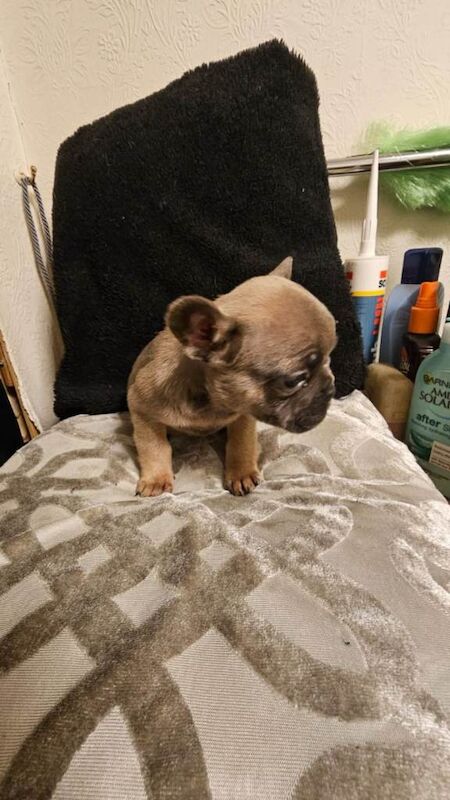 French Bulldog puppies for sale in Doncaster, South Yorkshire – 10 weeks old - Image 3 of 6