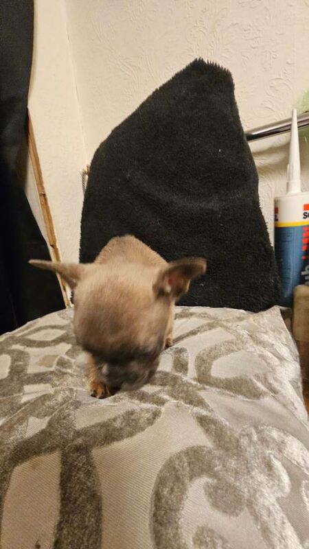 French Bulldog puppies for sale in Doncaster, South Yorkshire – 10 weeks old - Image 4 of 6