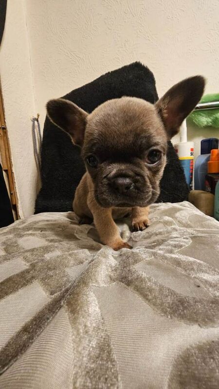 French Bulldog puppies for sale in Doncaster, South Yorkshire – 10 weeks old - Image 5 of 6