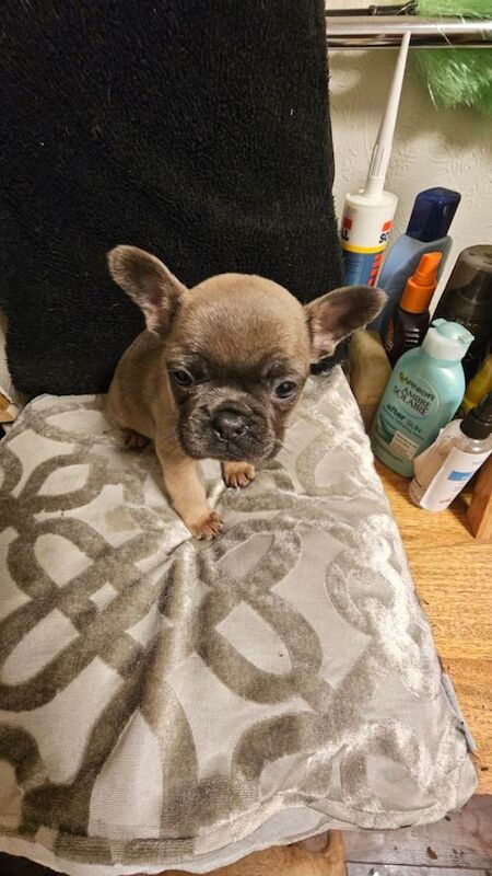 French Bulldog puppies for sale in Doncaster, South Yorkshire – 10 weeks old - Image 6 of 6
