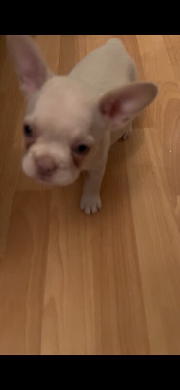 French Bulldog puppies for sale in County Antrim – 7 weeks old
