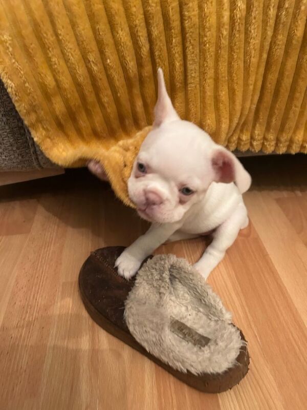 French Bulldog puppies for sale in County Antrim – 7 weeks old - Image 2 of 4