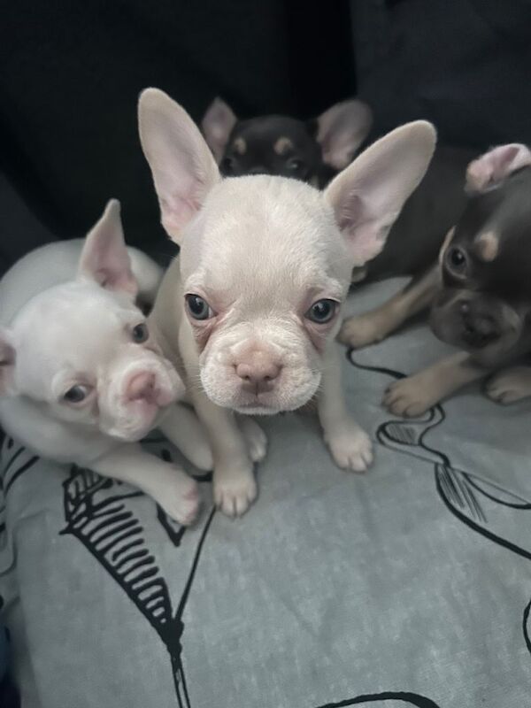 French Bulldog puppies for sale in County Antrim – 7 weeks old - Image 3 of 4