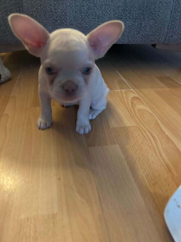 French Bulldog puppies for sale in County Antrim – 7 weeks old - Image 4 of 4