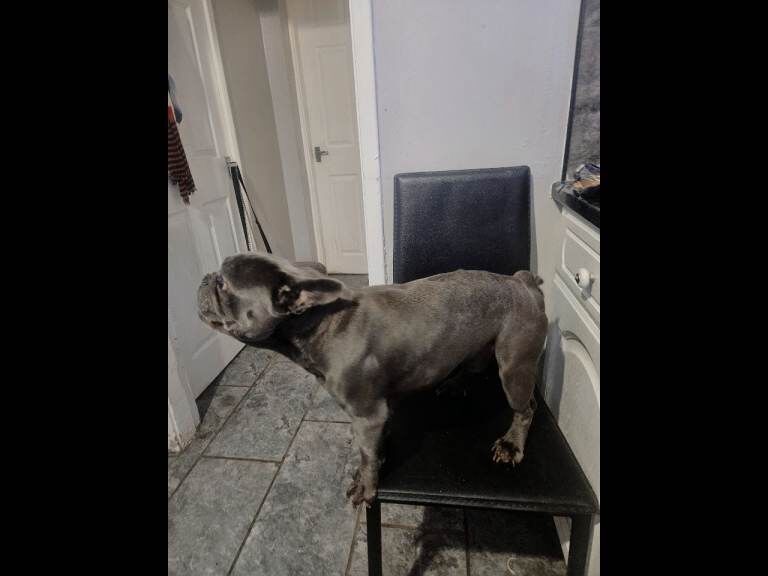 French Bulldog puppies for sale in Wirral, Merseyside – 1 year old