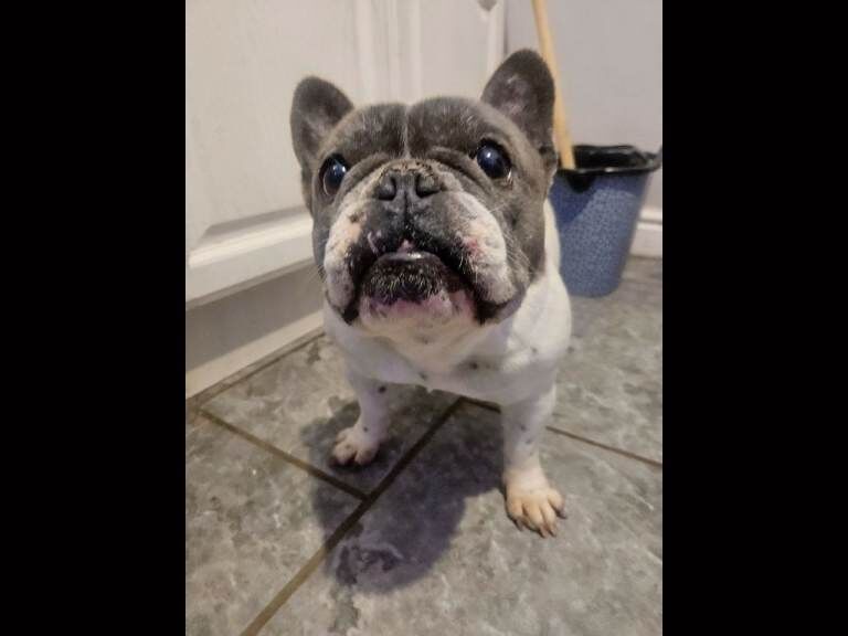 French Bulldog puppies for sale in Wirral, Merseyside – 1 year old - Image 2 of 4