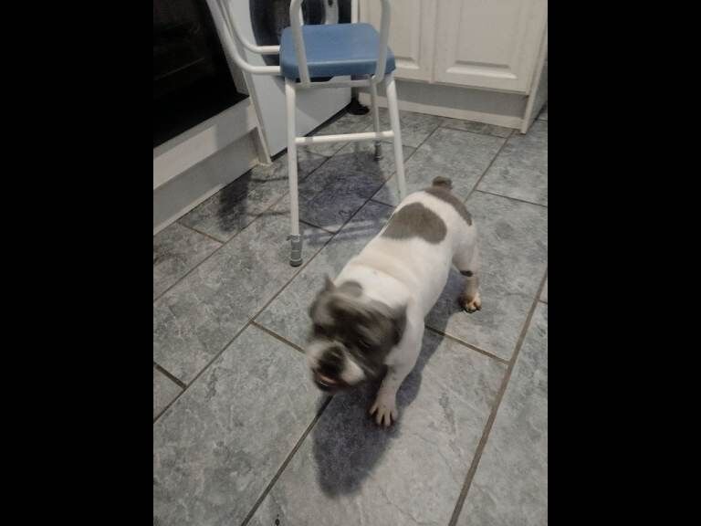 French Bulldog puppies for sale in Wirral, Merseyside – 1 year old - Image 3 of 4