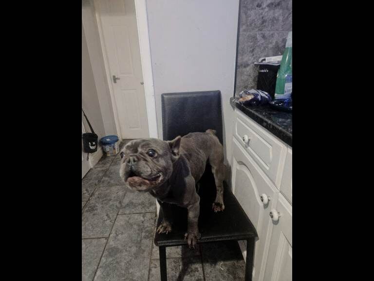 French Bulldog puppies for sale in Wirral, Merseyside – 1 year old - Image 4 of 4