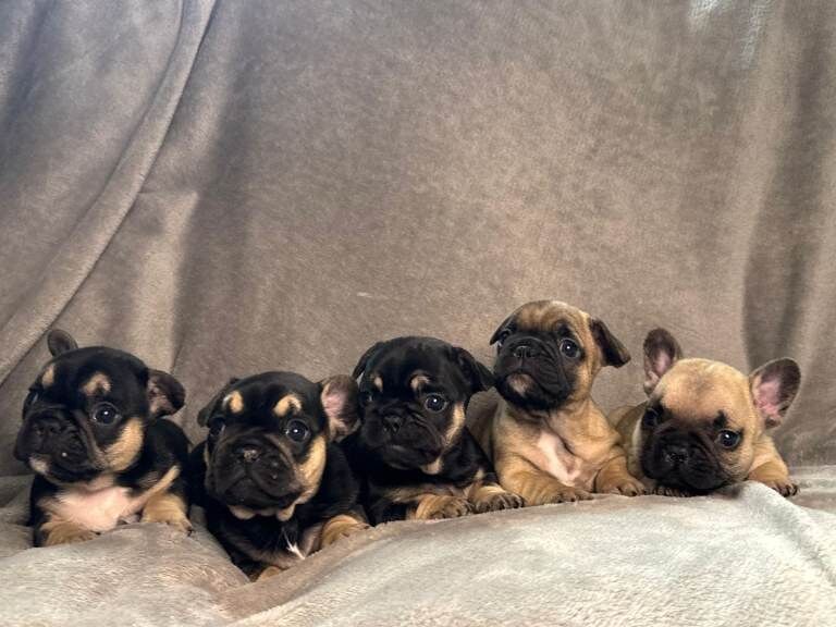French Bulldog puppies for sale in Dungannon, County Tyrone – 5 weeks old
