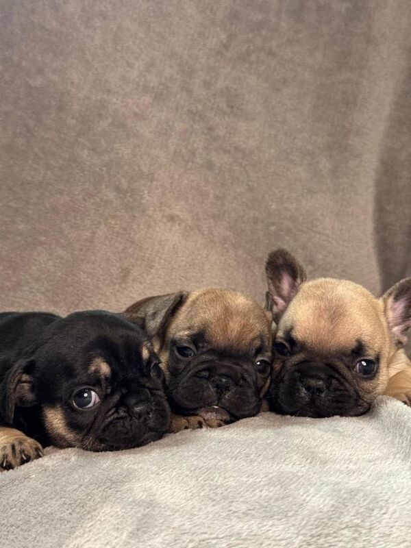 French bulldogs - Image 2 of 3