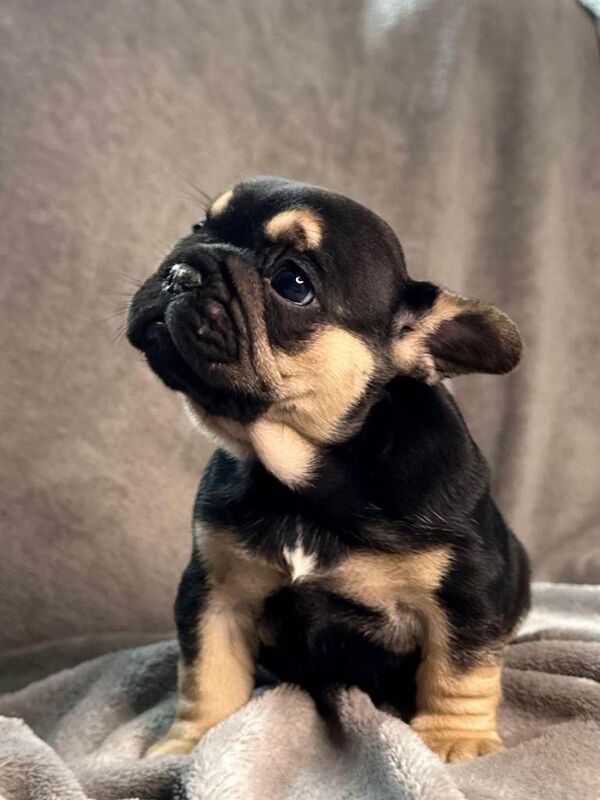 French bulldogs - Image 3 of 3