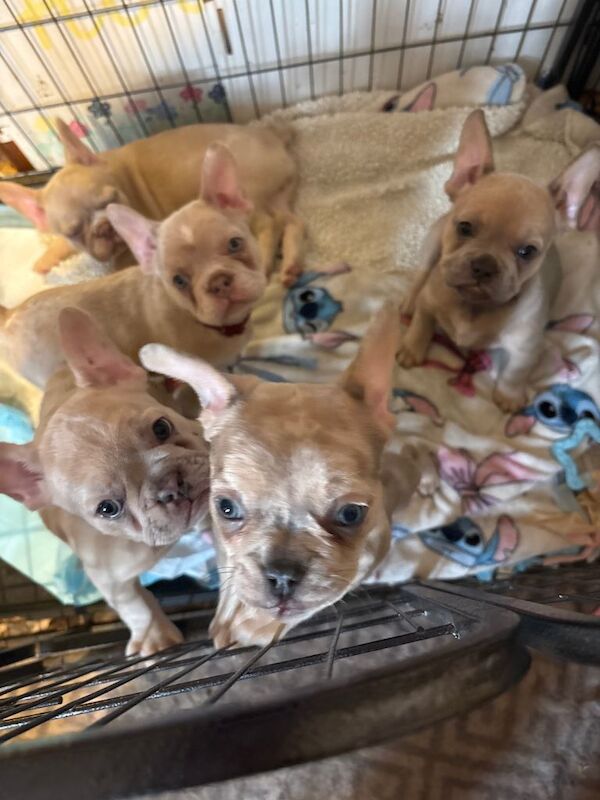 French Bulldog puppies for sale in Aspley, Nottinghamshire – 8 weeks old