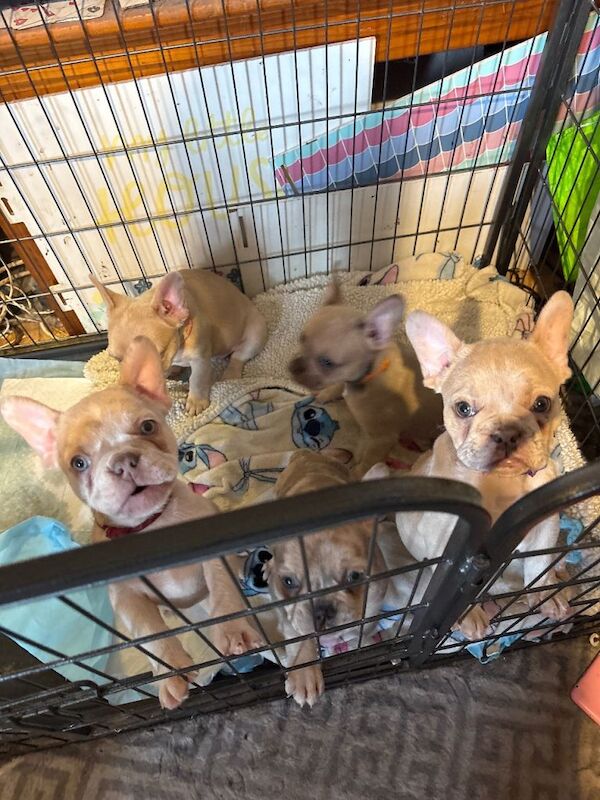 French Bulldogs - Image 2 of 4