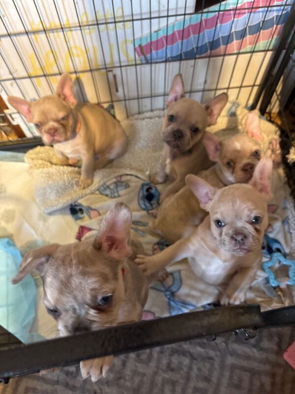 French Bulldogs - Image 3 of 4