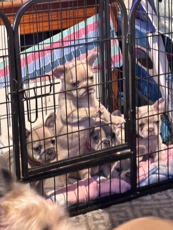 French Bulldogs - Image 4 of 4