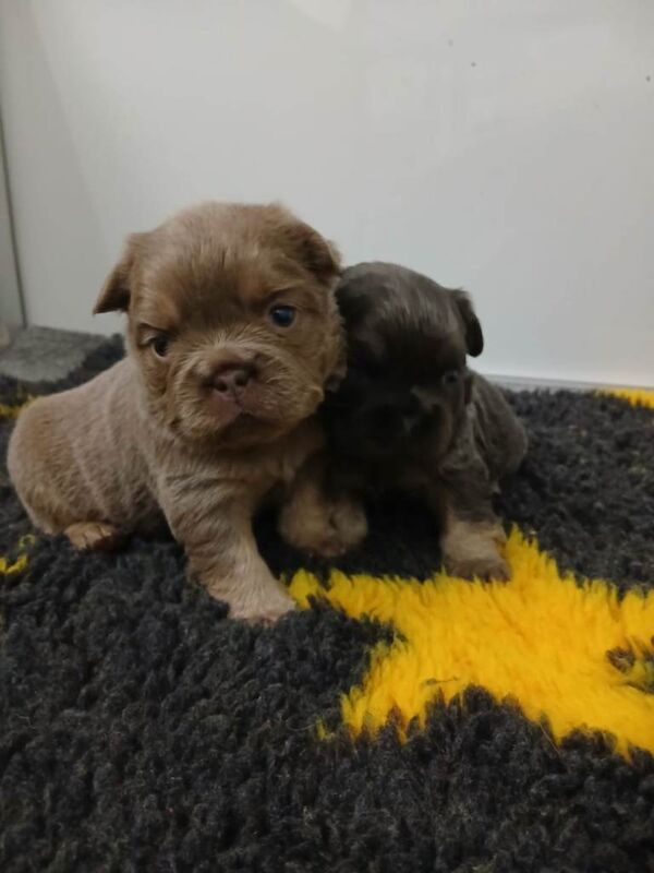 French bulldogs - Image 2 of 4