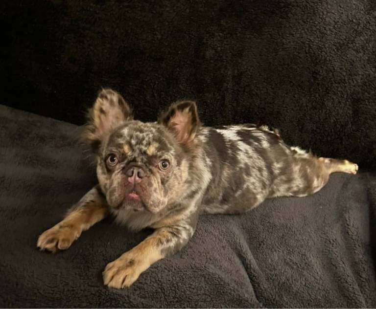 French bulldogs - Image 3 of 4