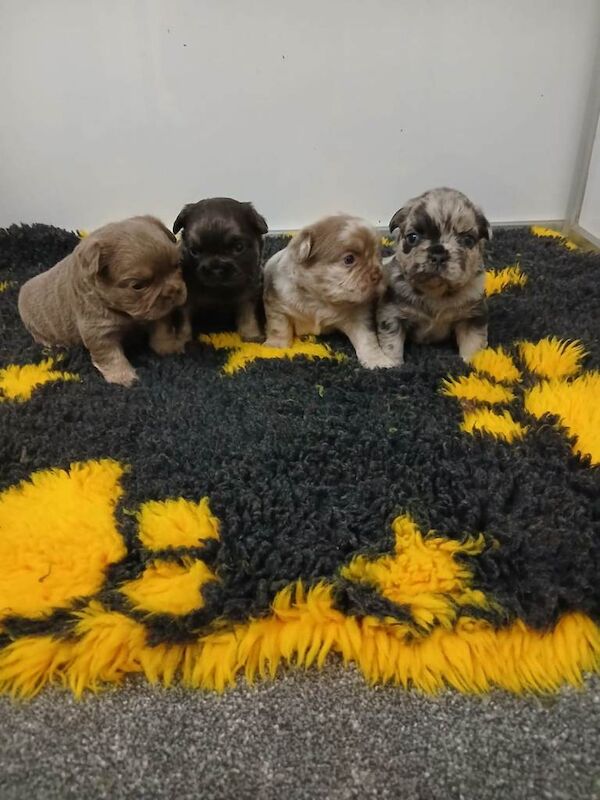 French bulldogs - Image 4 of 4