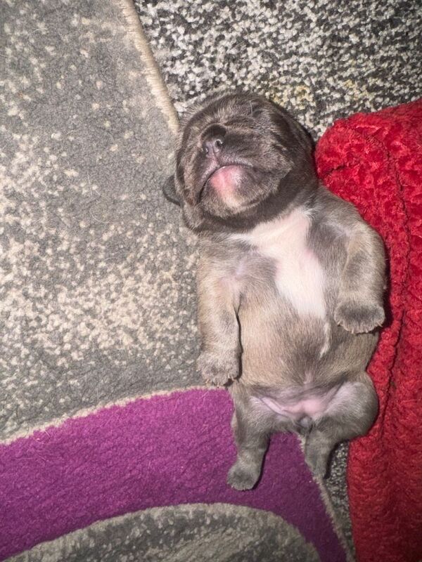 French bulldogs - Image 2 of 3