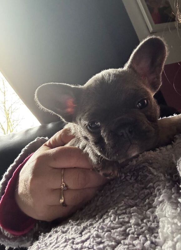 French bulldogs - Image 3 of 3