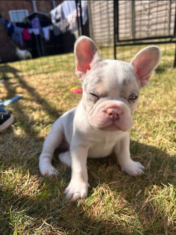 French bulldogs