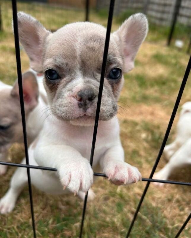French bulldogs - Image 2 of 5