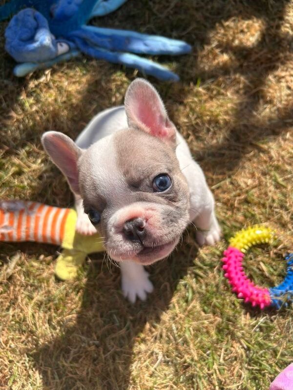 French bulldogs - Image 3 of 5