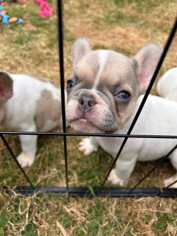French bulldogs - Image 4 of 5