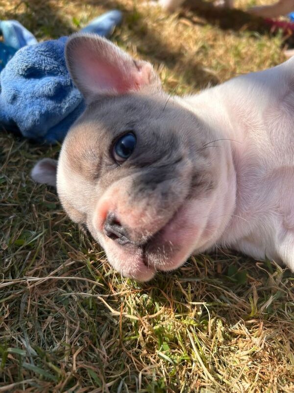 French bulldogs - Image 5 of 5