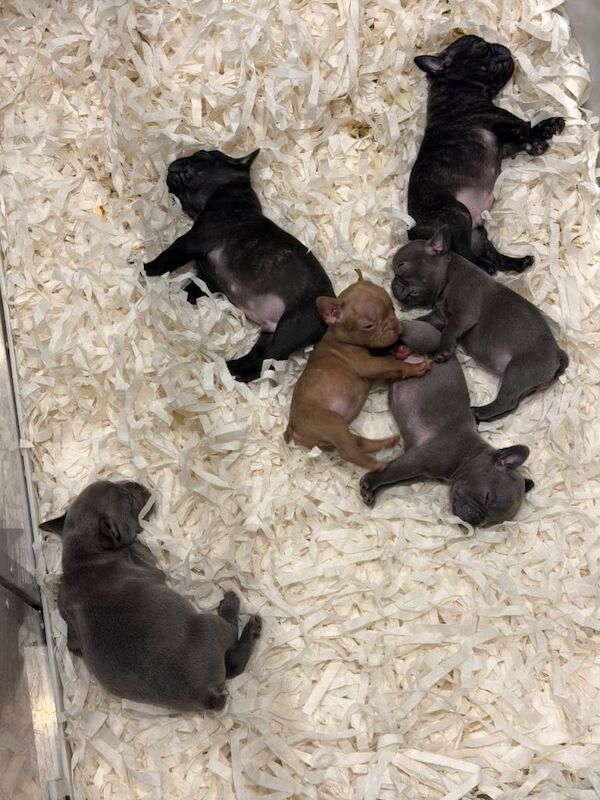 French Bulldog Puppies For Sale Under £1,000