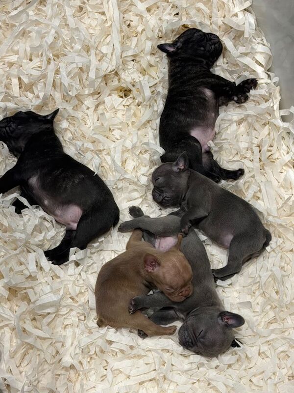 French bulldogs - Image 2 of 6