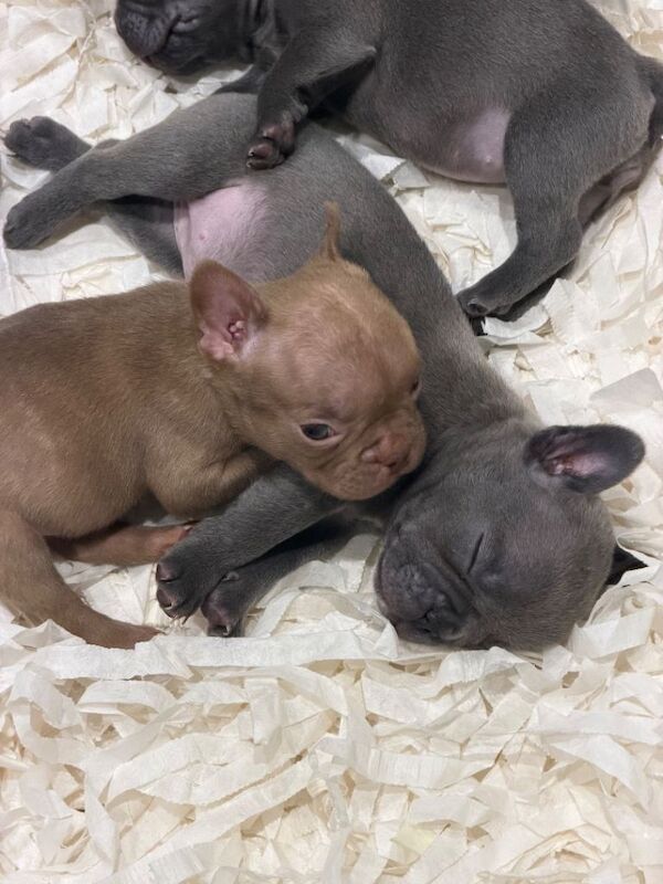 French bulldogs - Image 3 of 6