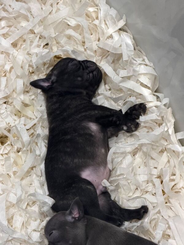 French bulldogs - Image 4 of 6
