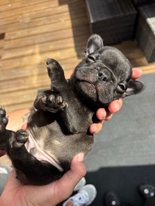 French bulldogs - Image 5 of 6