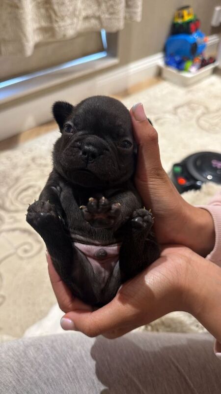 French bulldogs - Image 6 of 6