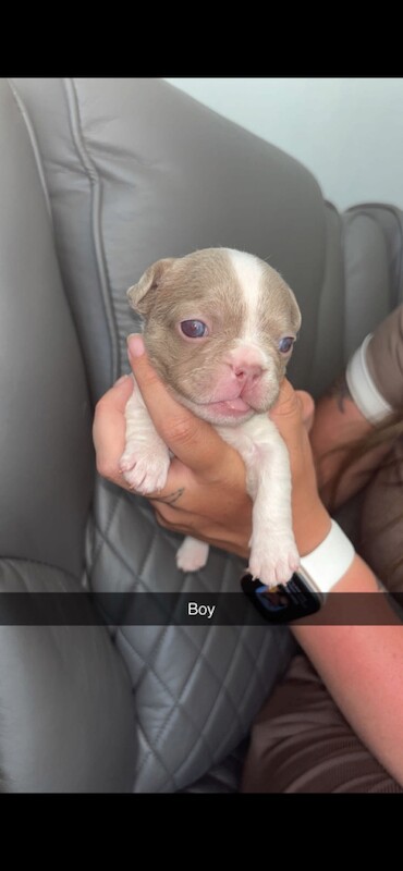 French bulldogs - Image 2 of 5
