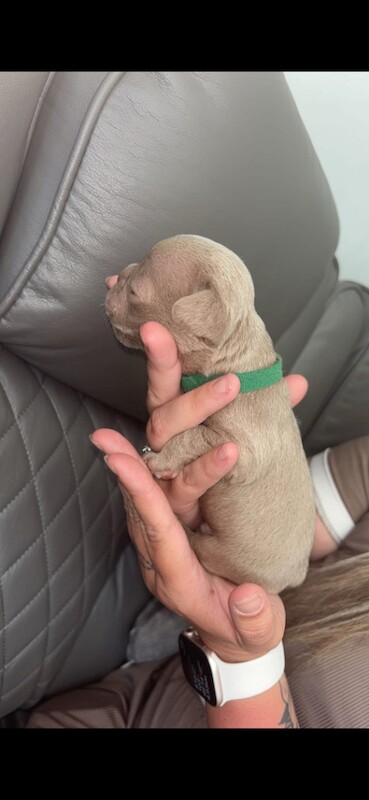 French bulldogs - Image 3 of 5