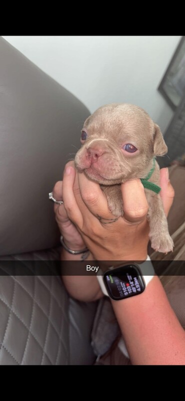 French bulldogs - Image 4 of 5