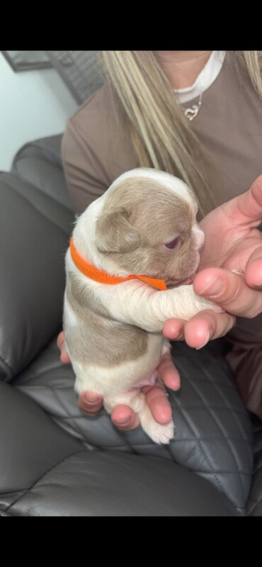 French bulldogs - Image 5 of 5