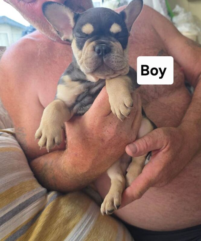 French bulldogs - Image 2 of 6