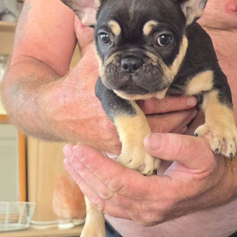 French bulldogs - Image 3 of 6