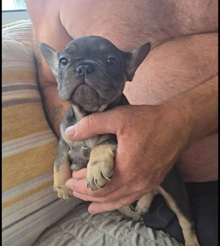 French bulldogs - Image 4 of 6