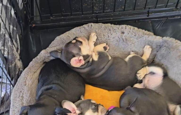 French bulldogs - Image 5 of 6