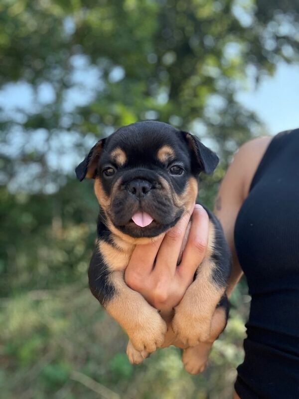 French bulldogs