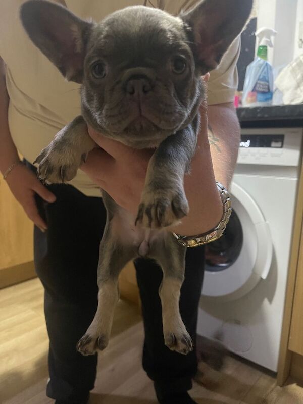 French bulldogs