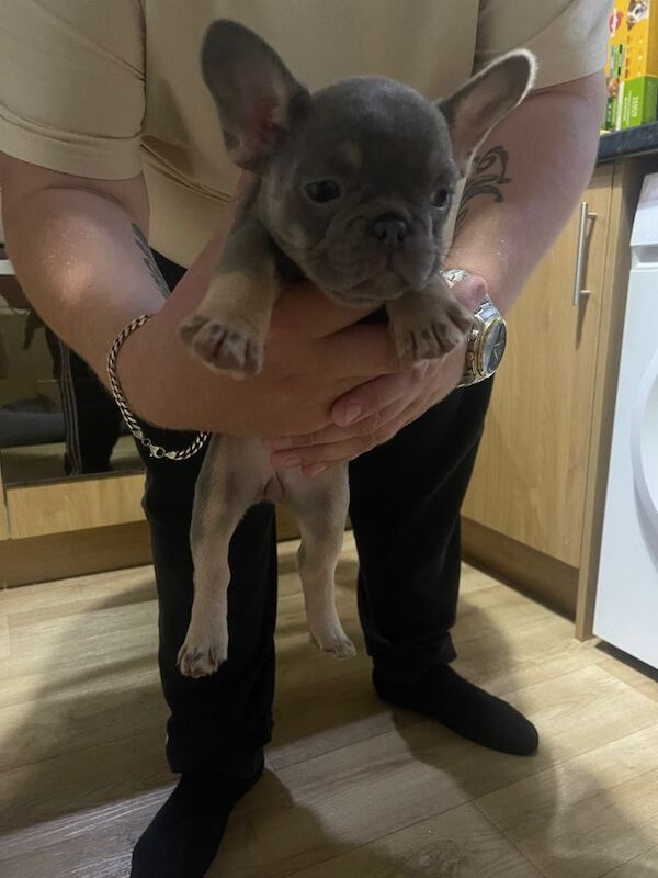 French bulldogs - Image 2 of 5