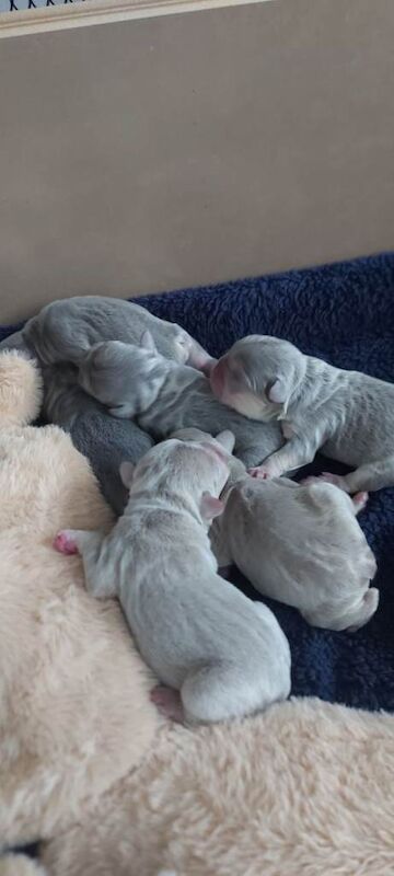French bulldogs