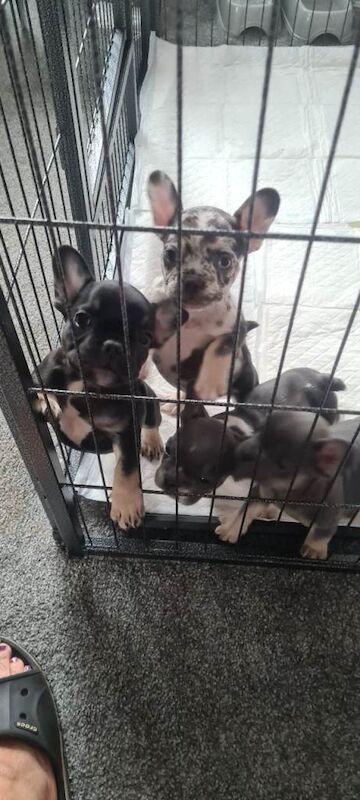 French Bulldogs